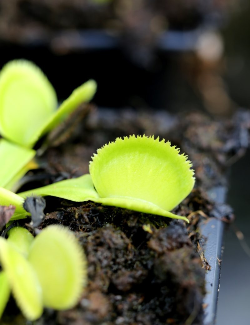 Dionaea Grüner Sägezahn