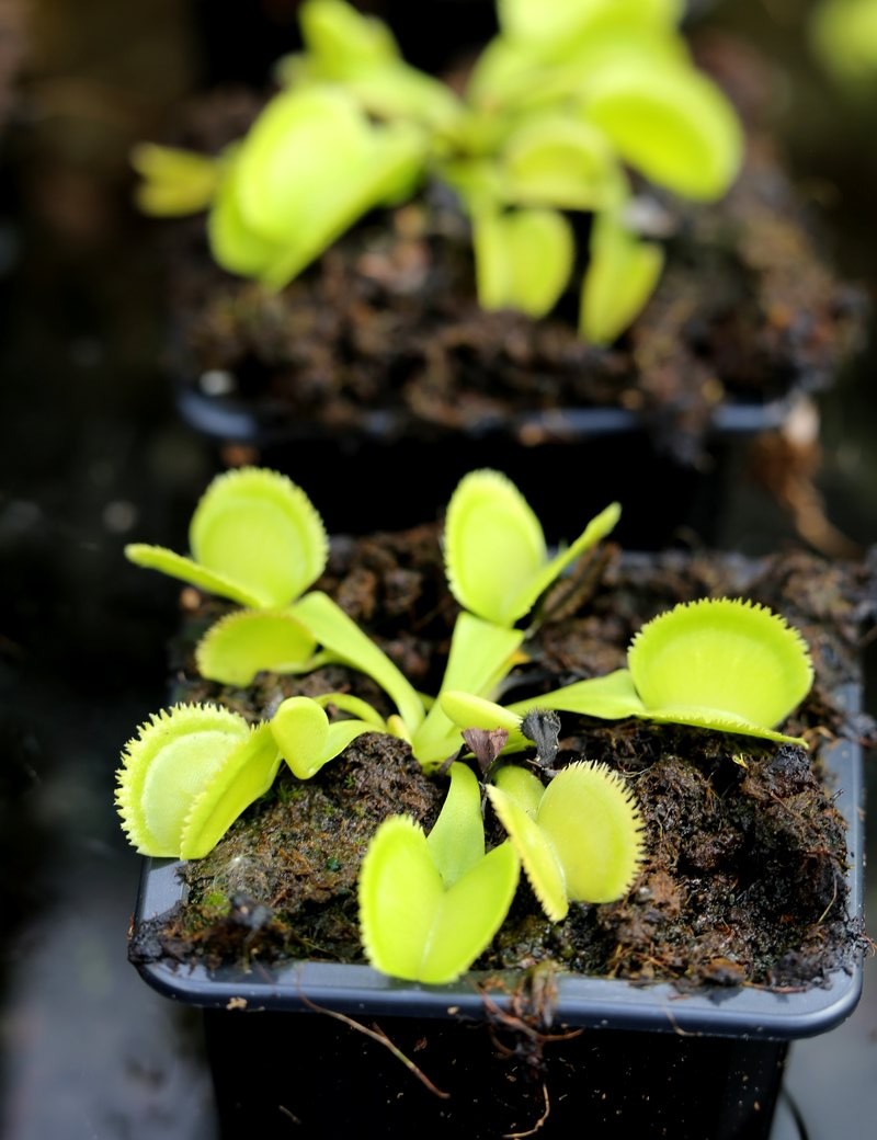 Dionaea Green sawtooth