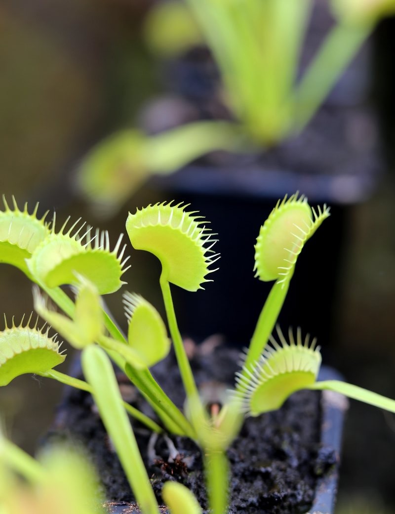 Dionaea muscipula 'Dentate' Clone 2