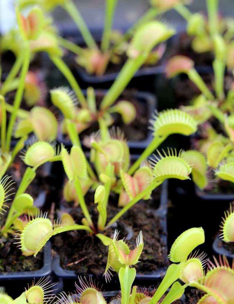 Dionaea muscipula 'Fine Tooth x Red' Klon 1