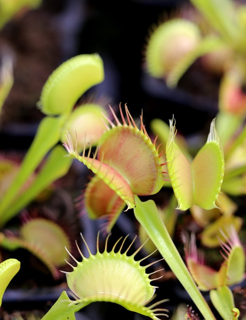 Dionaea muscipula 'Fine Tooth x Red' Clone 1