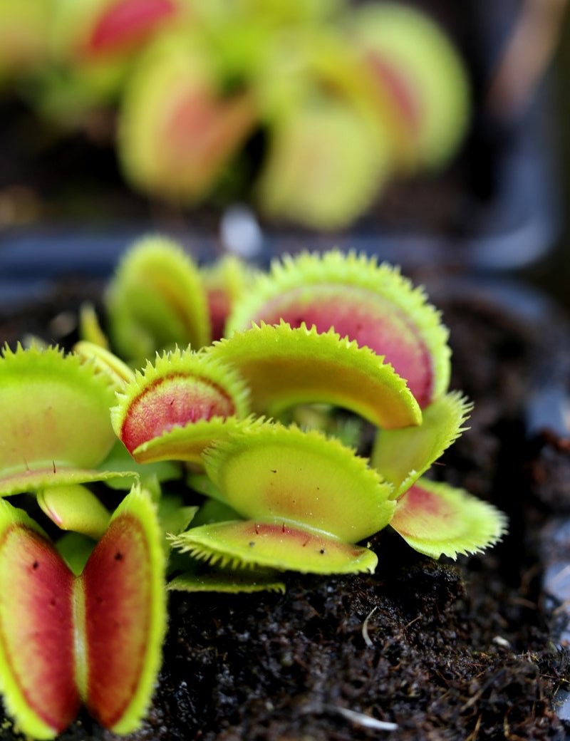 Dionaea muscipula 'Bristle Tooth'