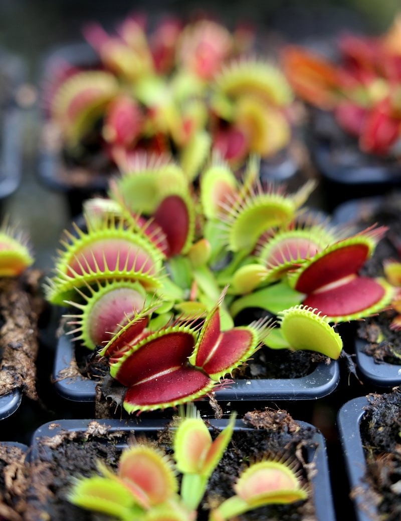 Dionaea muscipula 'Fine Tooth x Red' Clone 2