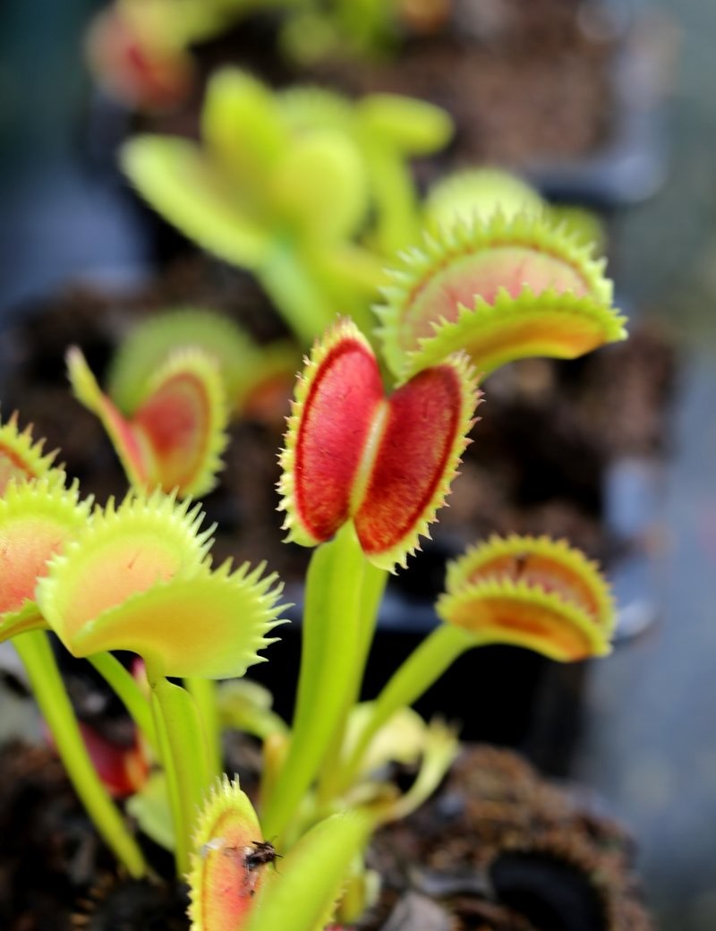 Dionaea muscipula 'UK Sawtooth II'