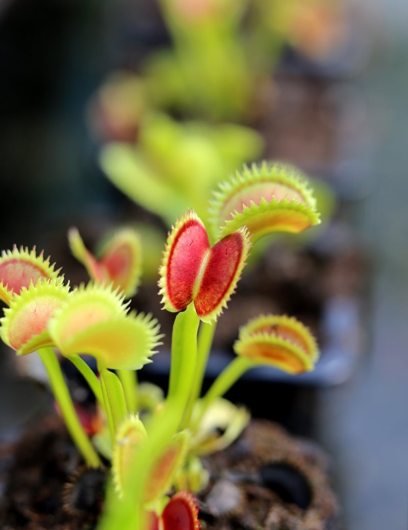 Dionaea muscipula 'UK Sawtooth II'