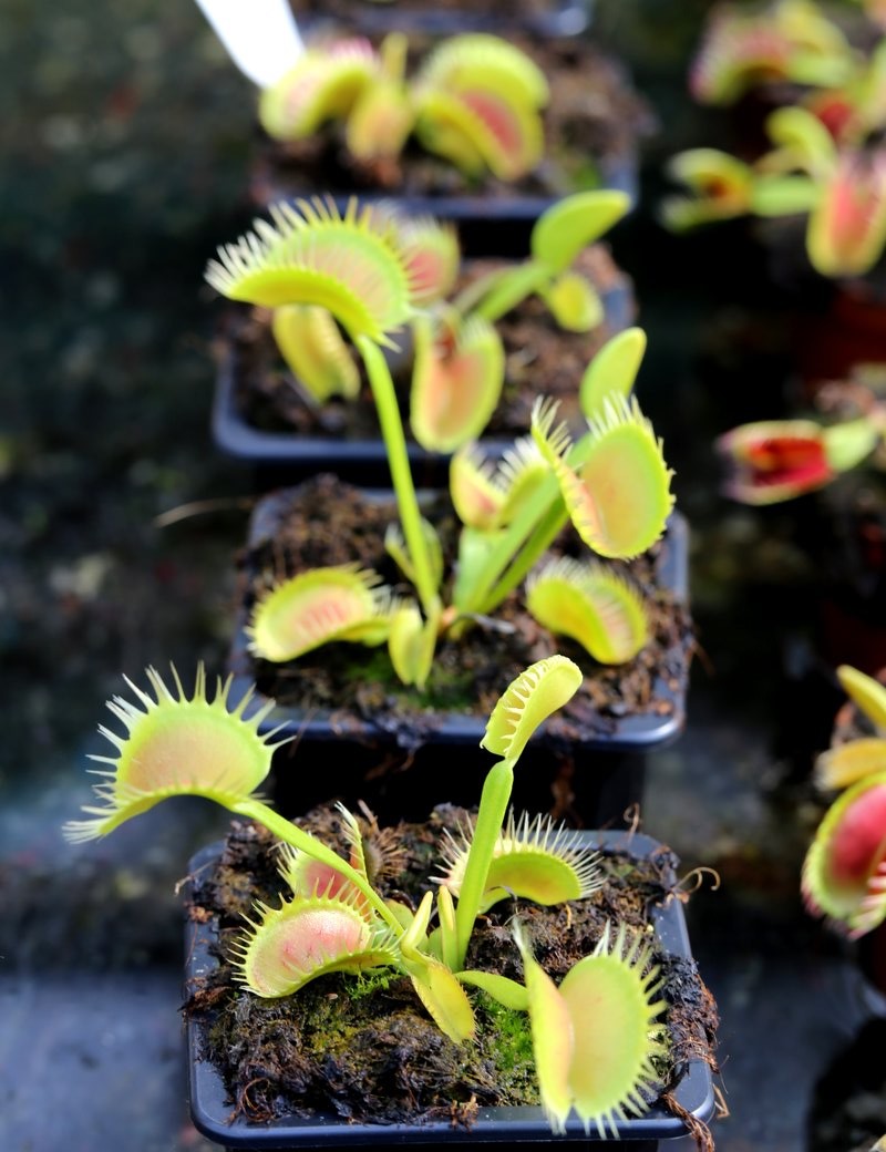 Dionaea muscipula 'UK Sawtooth II'