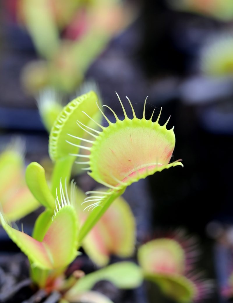 Dionaea muscipula 'B52'