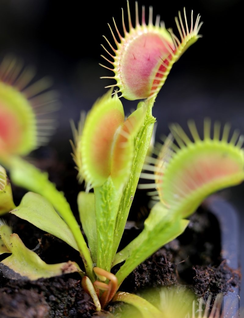 Dionaea funnel trap - Dionaea Trichtefalle