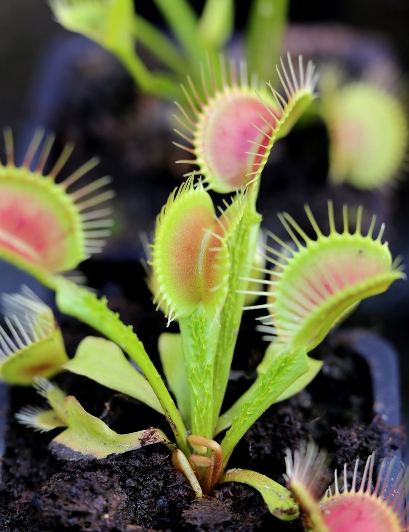 Dionaea funnel trap - Dionaea Trichtefalle