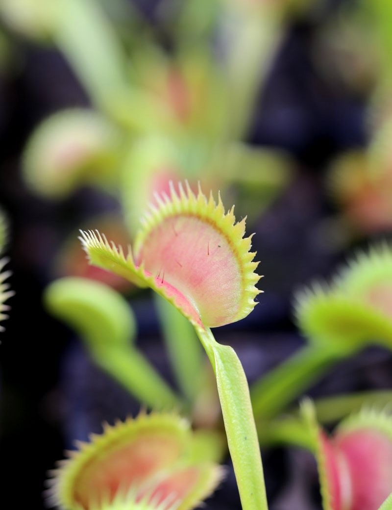 Dionaea muscipula Tigerzähne