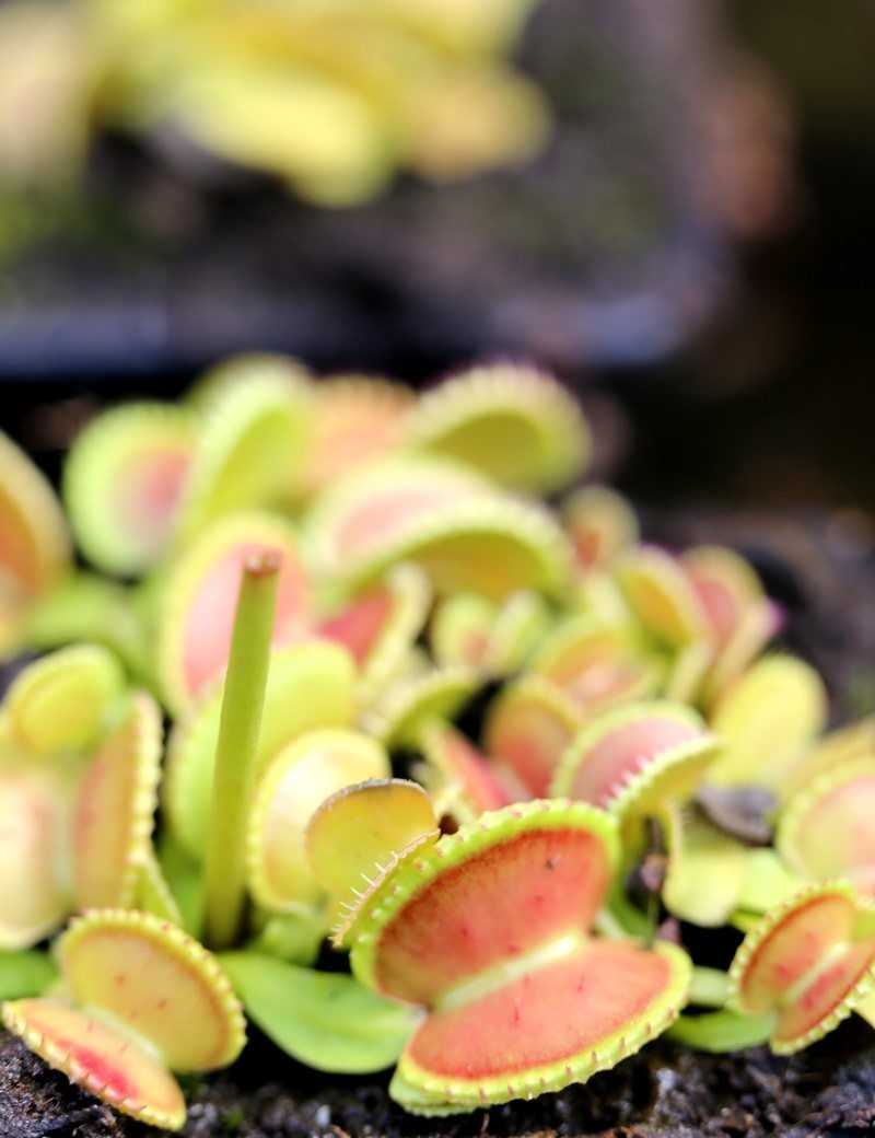 Dionaea muscipula 'Muschel'