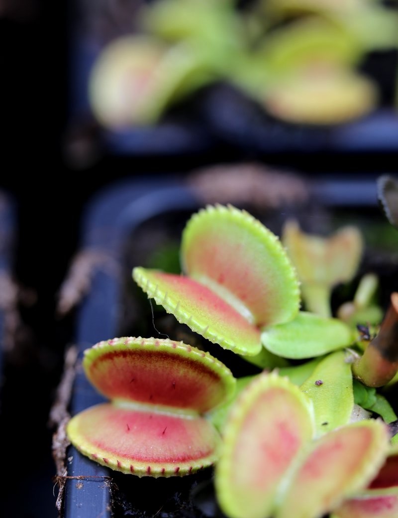 Dionaea muscipula 'Shell'