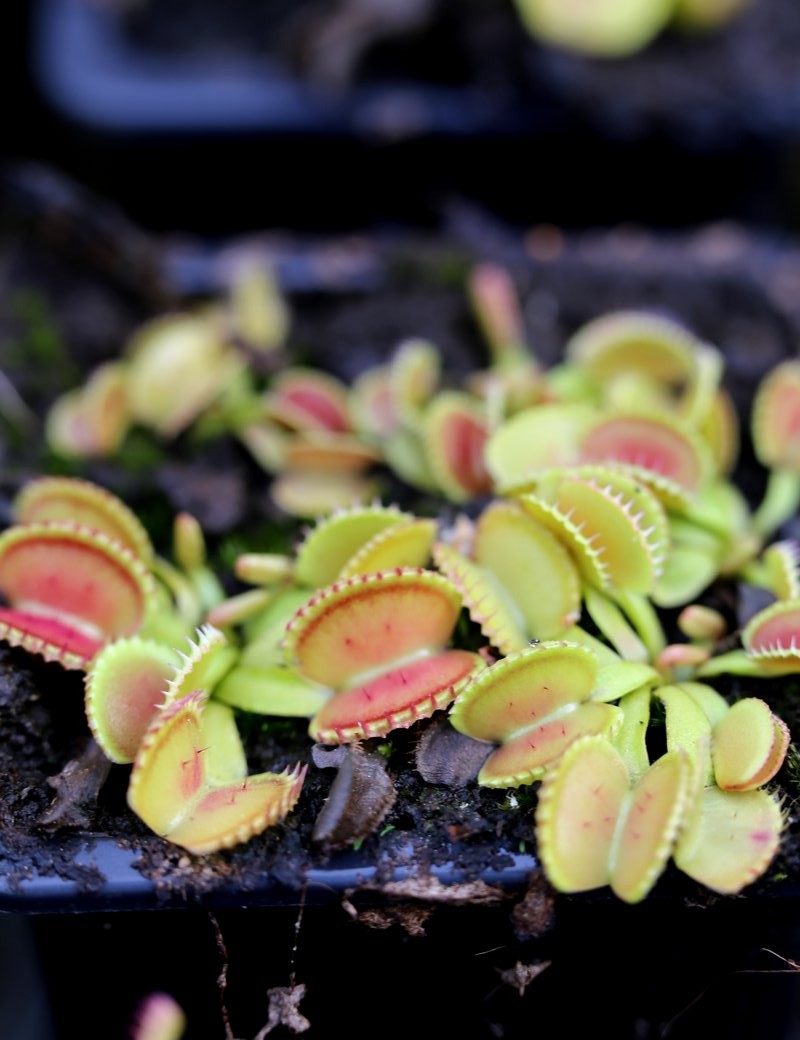 Dionaea muscipula 'Muschel'