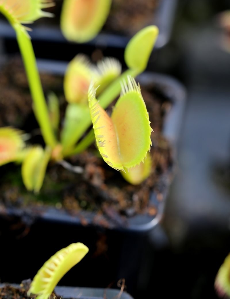 Dionaea muscipula 'Louchapates'