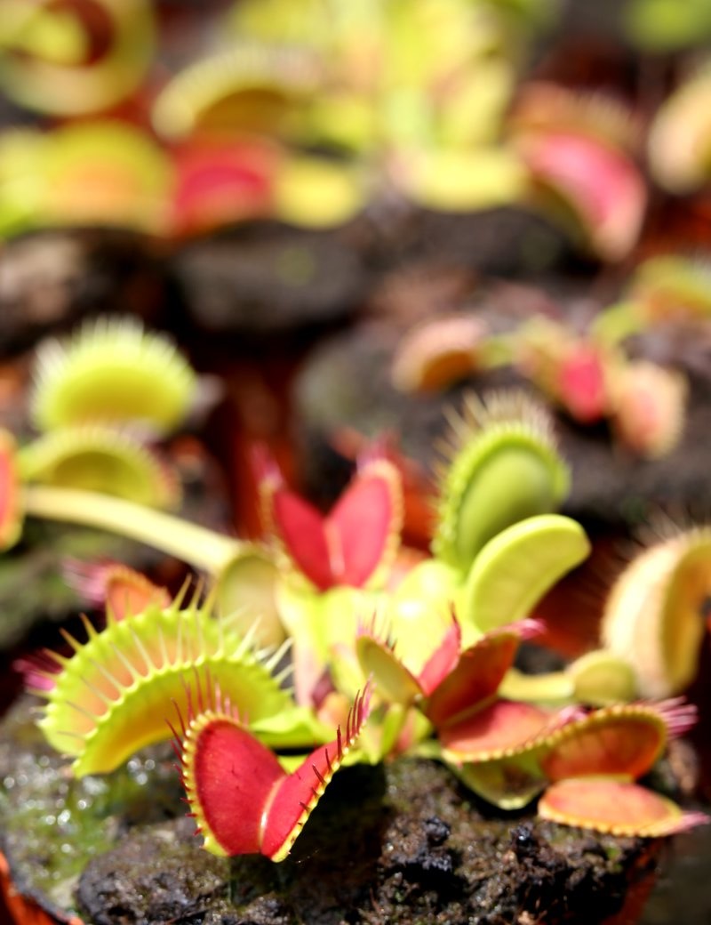 Dionaea muscipula / Venusfliegenfalle / Venusfliegenfalle 