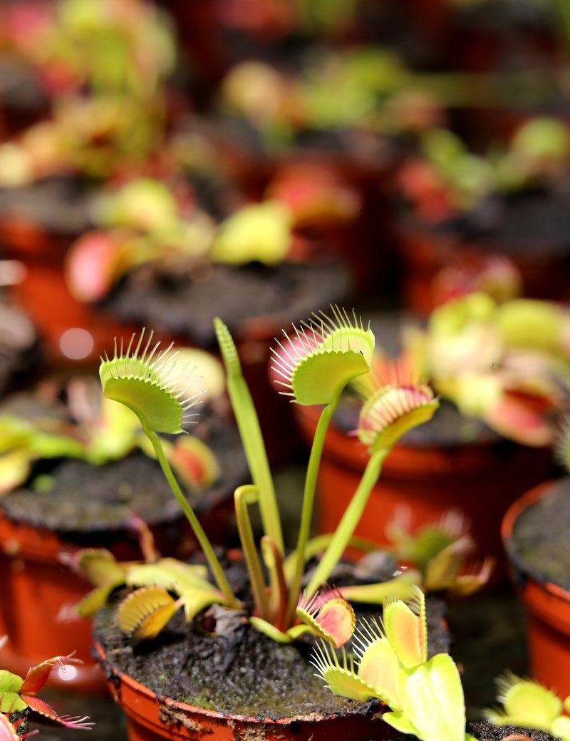 Dionaea muscipula / Venus flytrap / Dionaea 