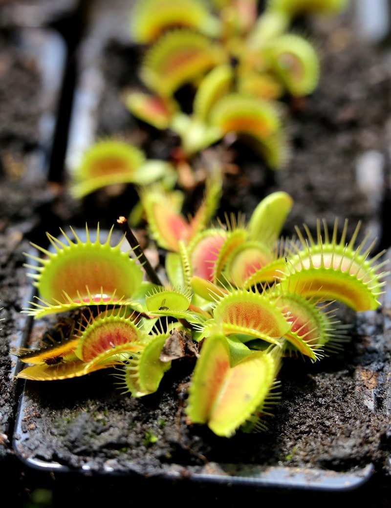 Dionaea muscipula 'Giant Big Mouth'