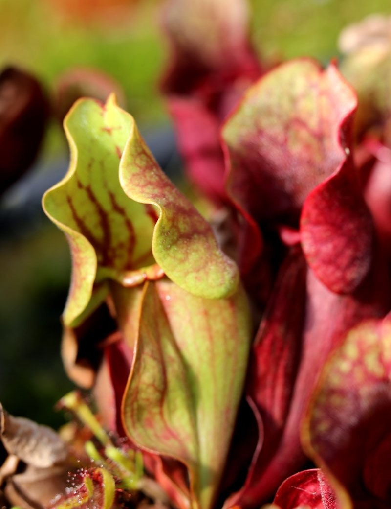 Sarracenia purpurea subsp. venosa