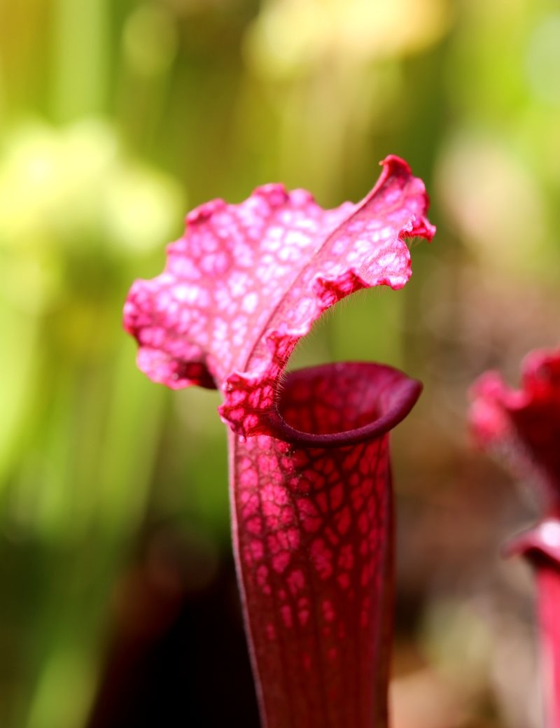 Sarracenia 'Juthatip Soper'