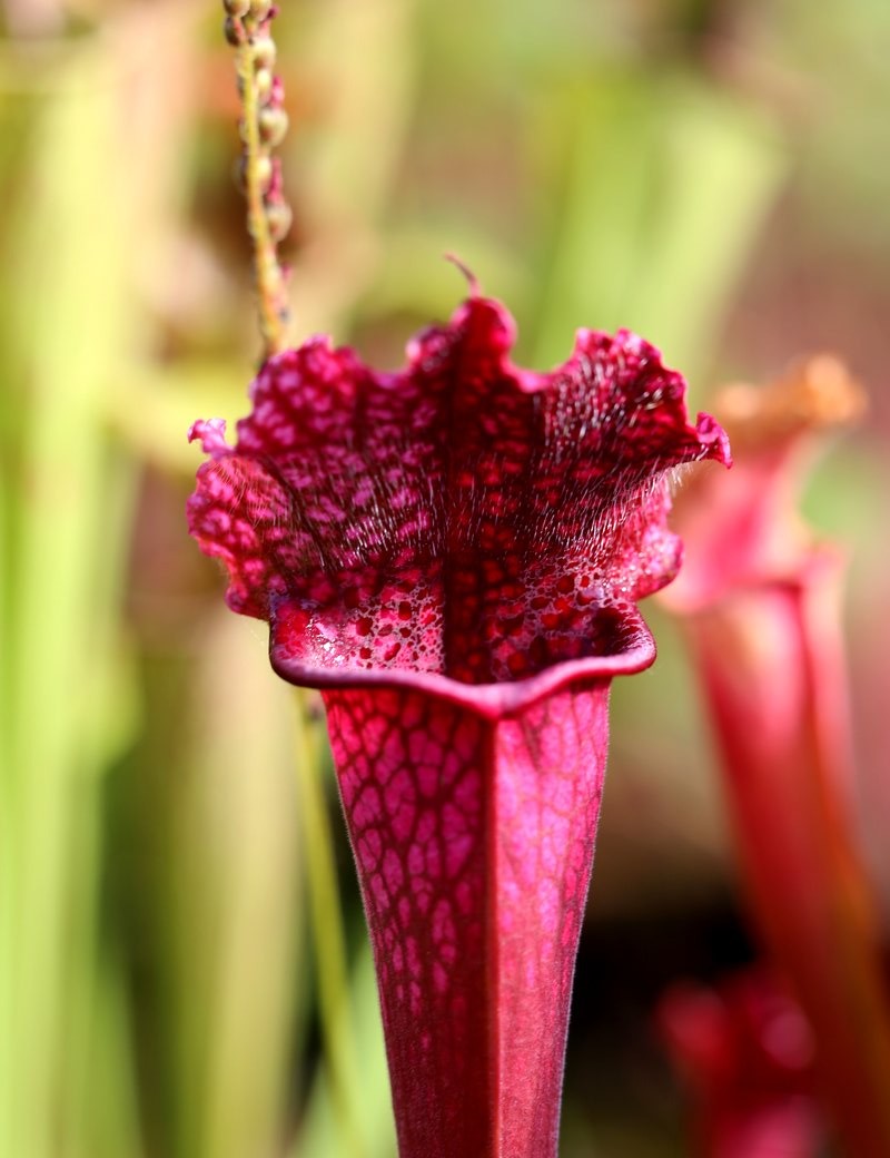 Sarracenia 'Juthatip Soper'