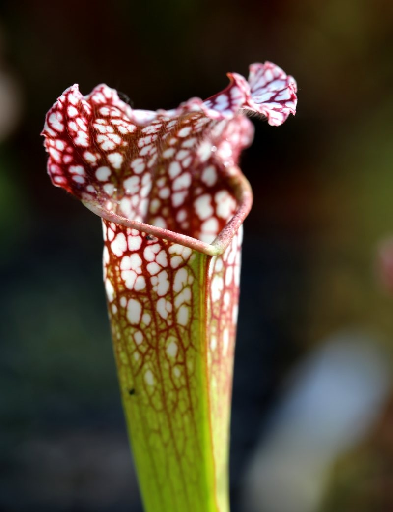 Sarracenia leucophylla 'Hybrid'