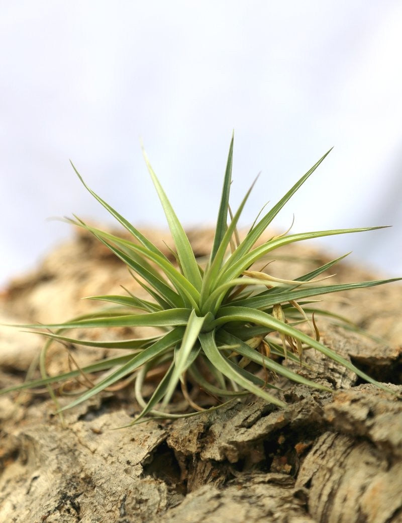 Tillandsia aeranthos