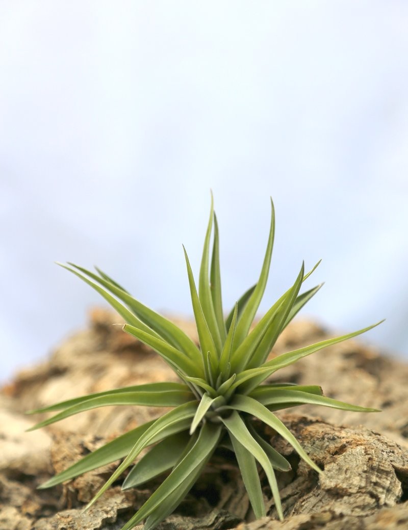 Tillandsia velutina - 10 à 12 cm