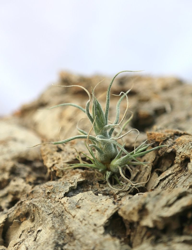 Tillandsia pruinosa - 8 à 10 cm