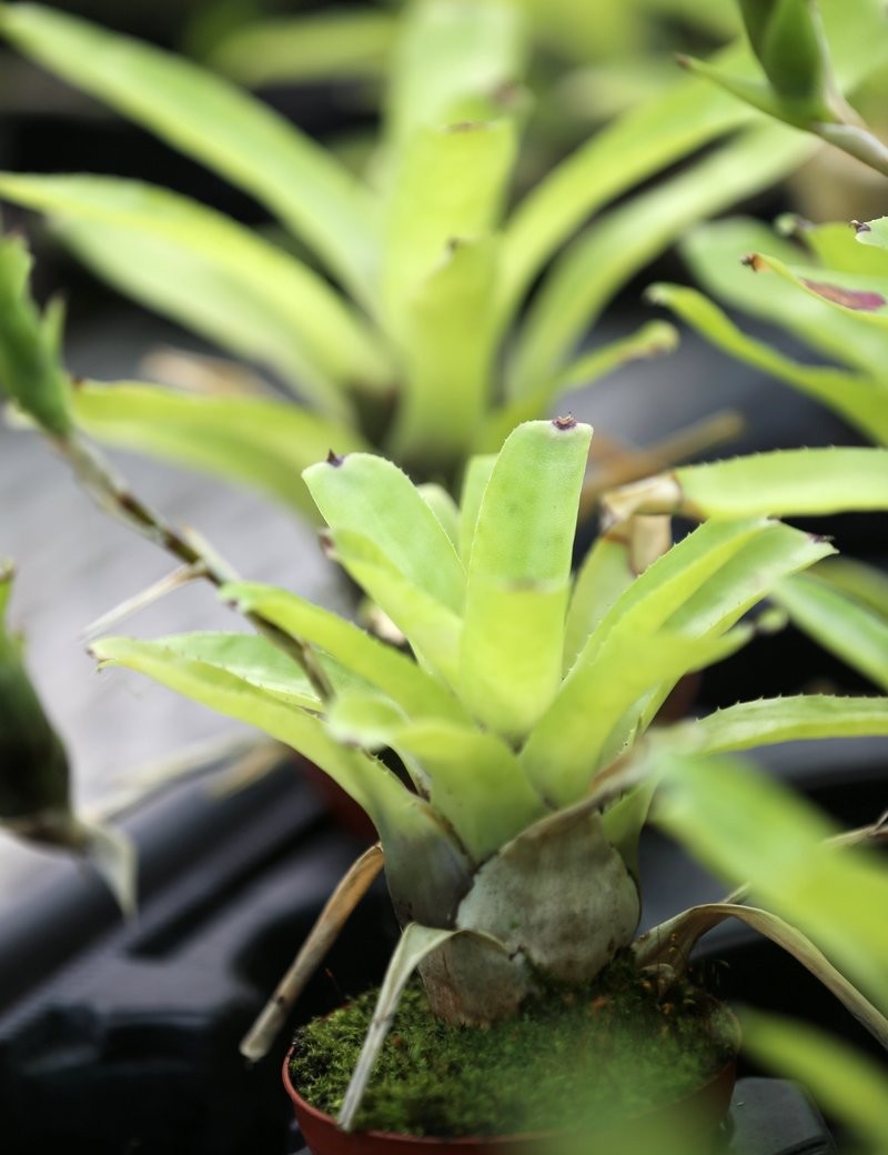 Neoregelia gavionensis