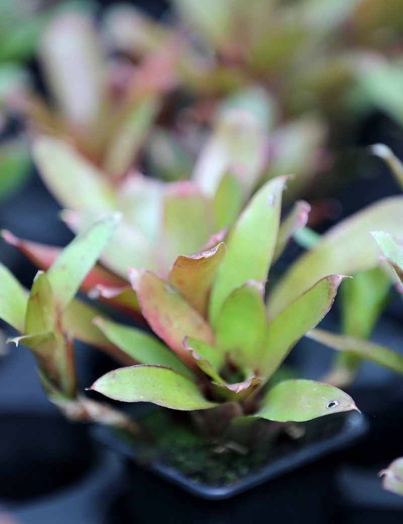 Neoregelia 'Narziss'