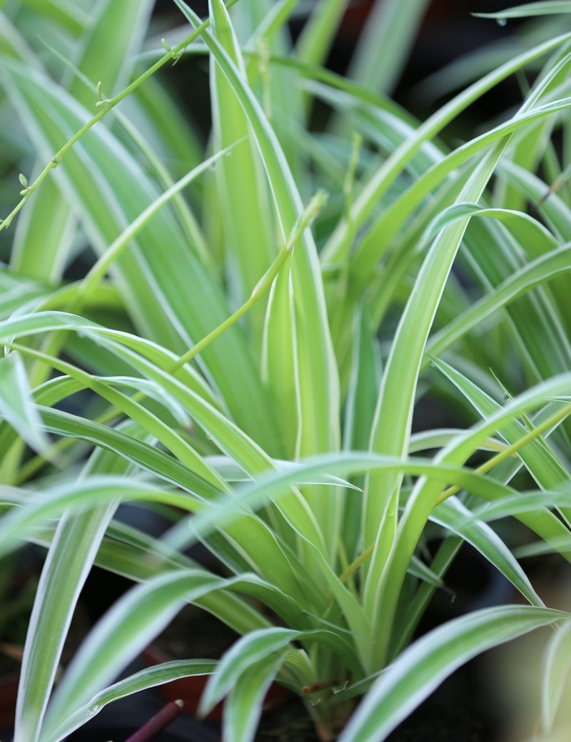 Chlorophytum Pacific