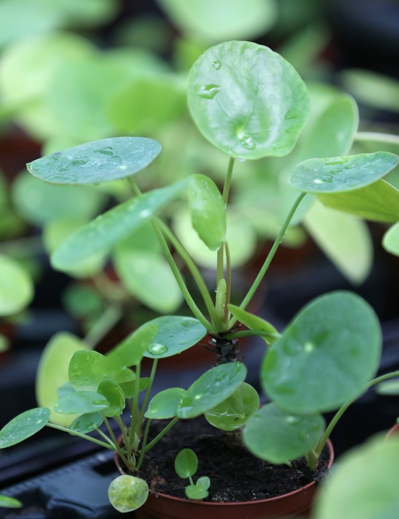 Pilea peperomioides – 15 bis 20 cm