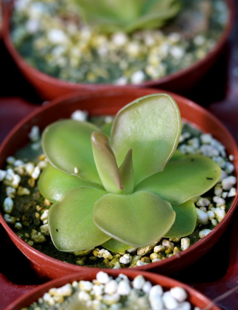 Pinguicula x Sethos