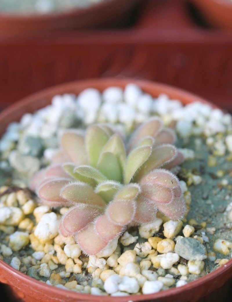 Pinguicula gypsicola