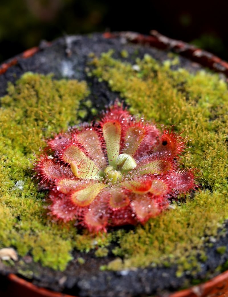 Drosera aliciae