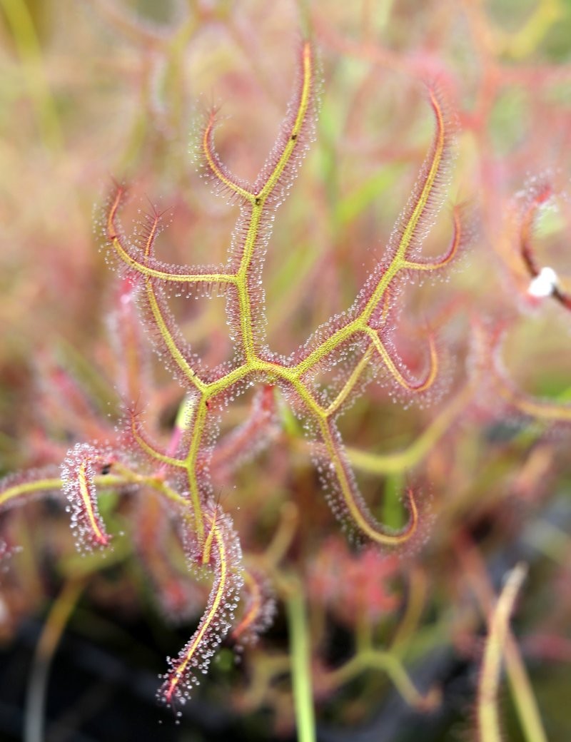 Drosera binata var. multifida