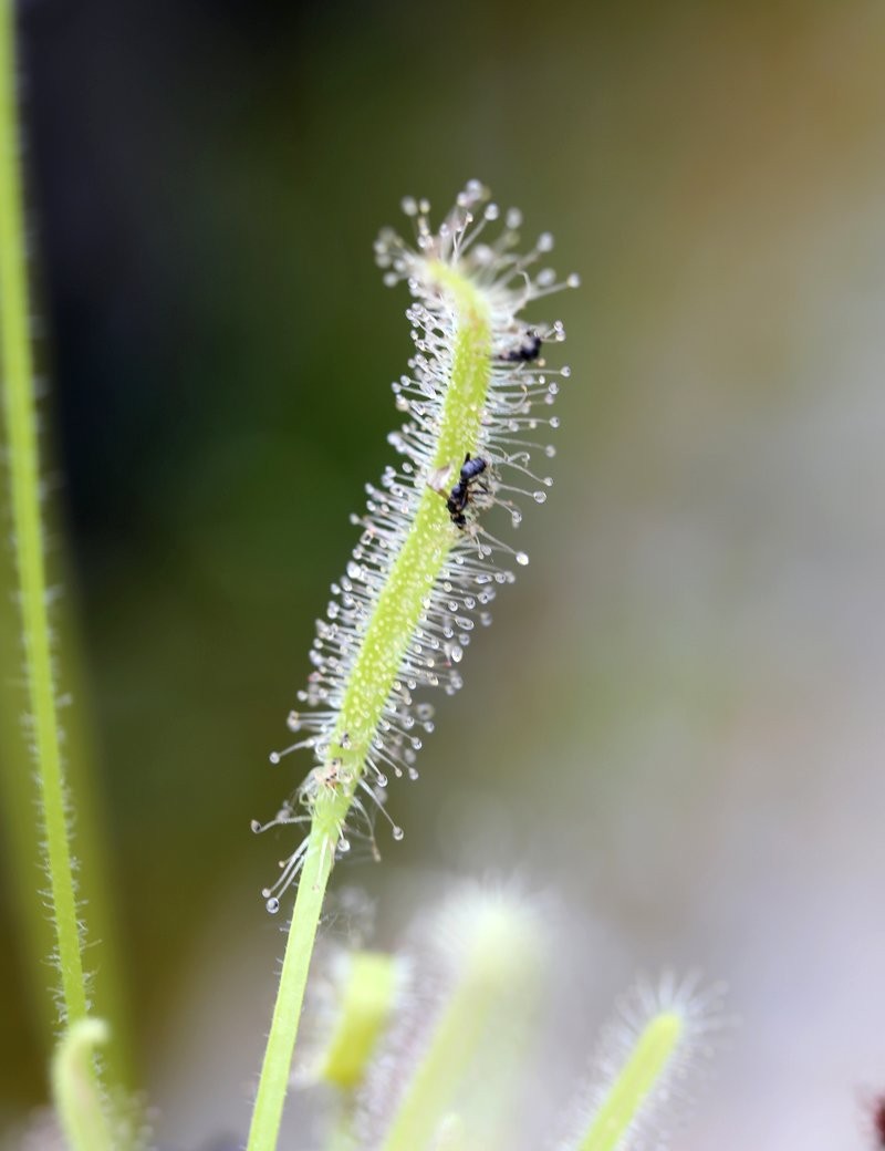 White Drosera capensis - 'Albino'