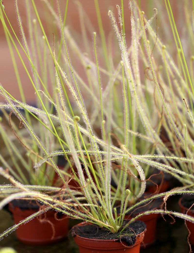 Drosera filiformis Klon 2