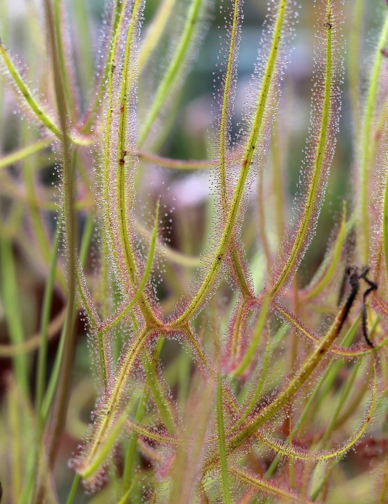 Drosera binata var. dichotoma giant form