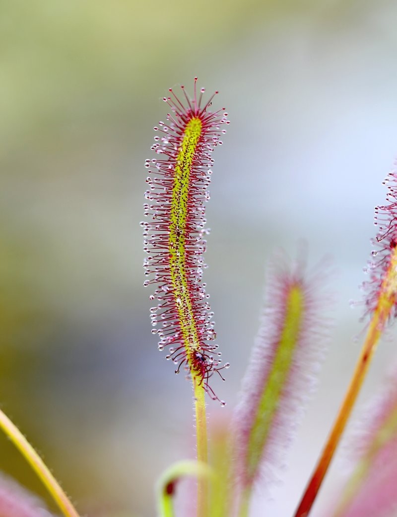 Drosera capensis