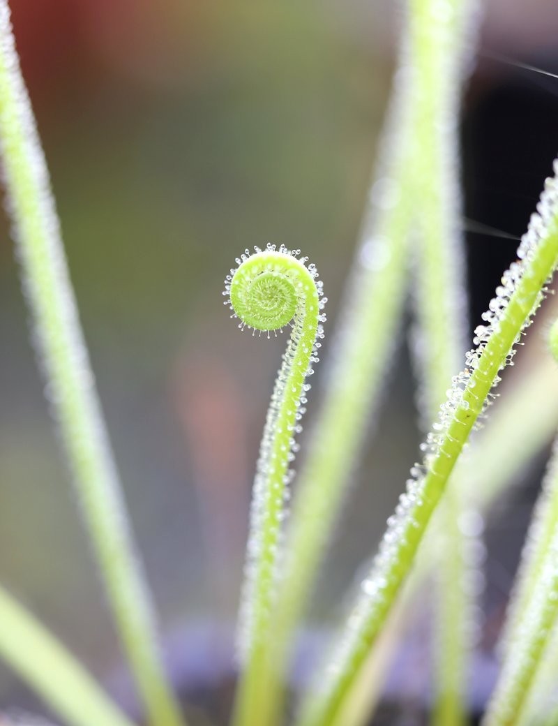 Drosera filiformis var. tracyi