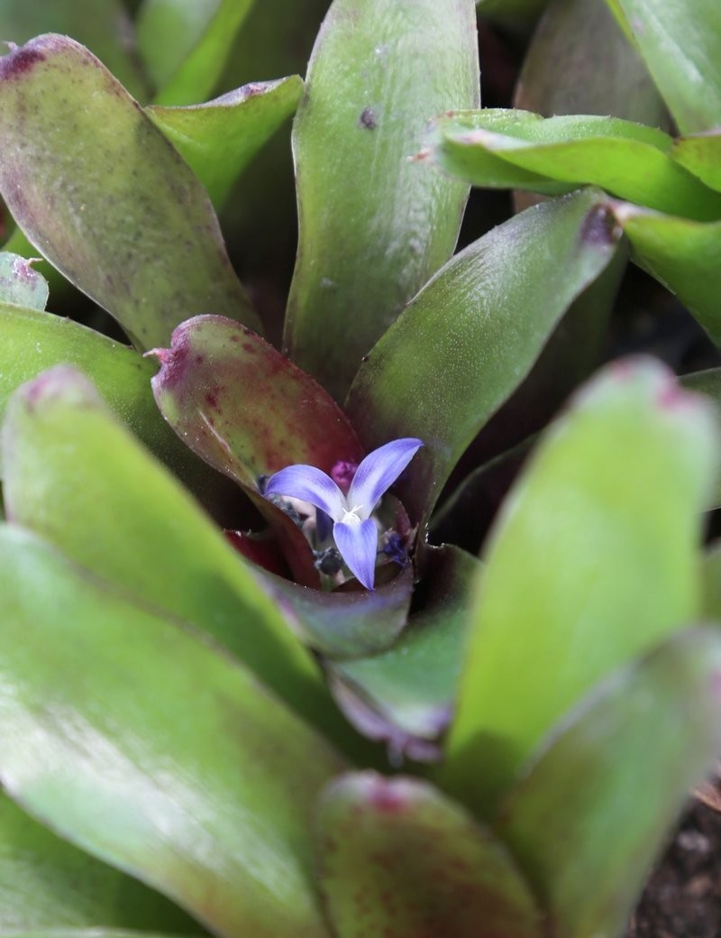 Neoregelia Mephisto