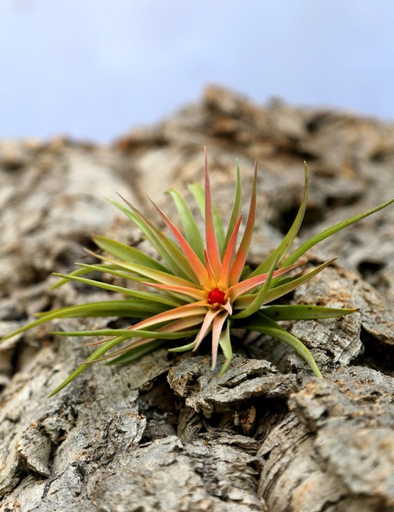 Tillandsia velutina – 10 bis 12 cm