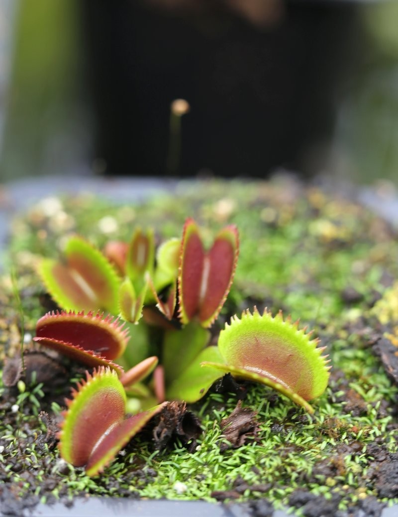 Dionaea red sawtooth - Bohemian garnet