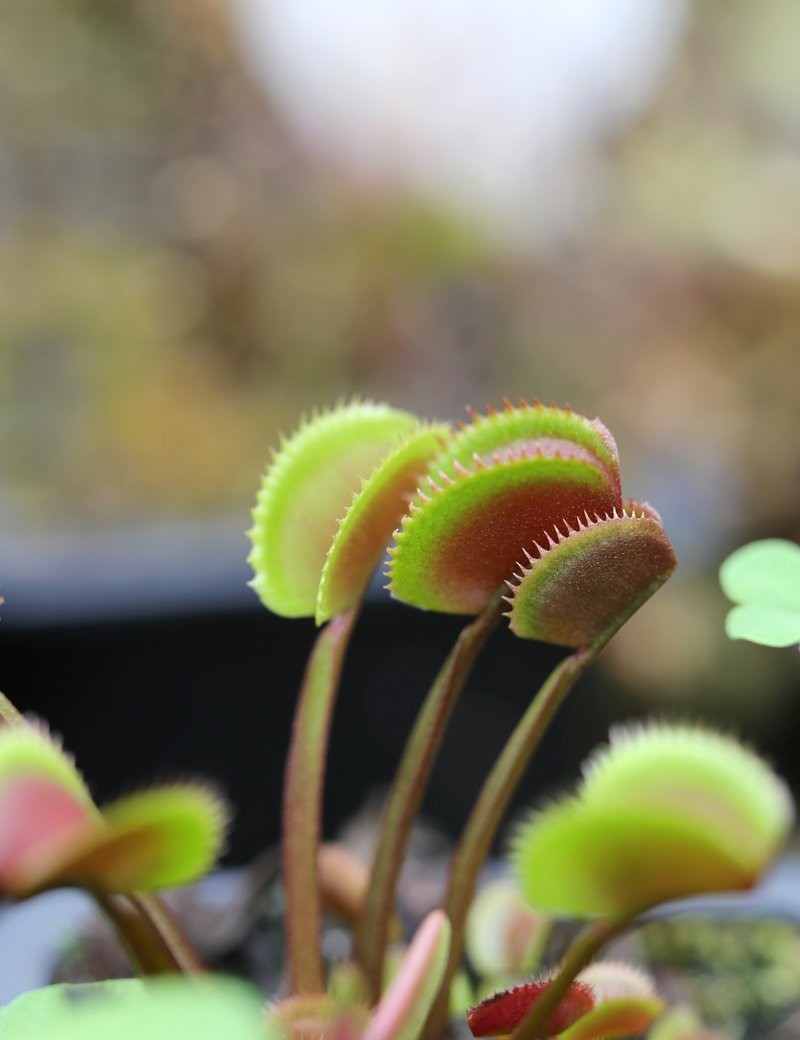 Dionaea muscipula 'Red Piranha'