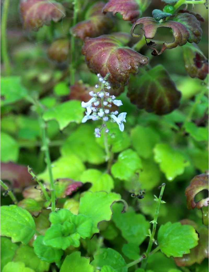 Plectranthus ernestii 