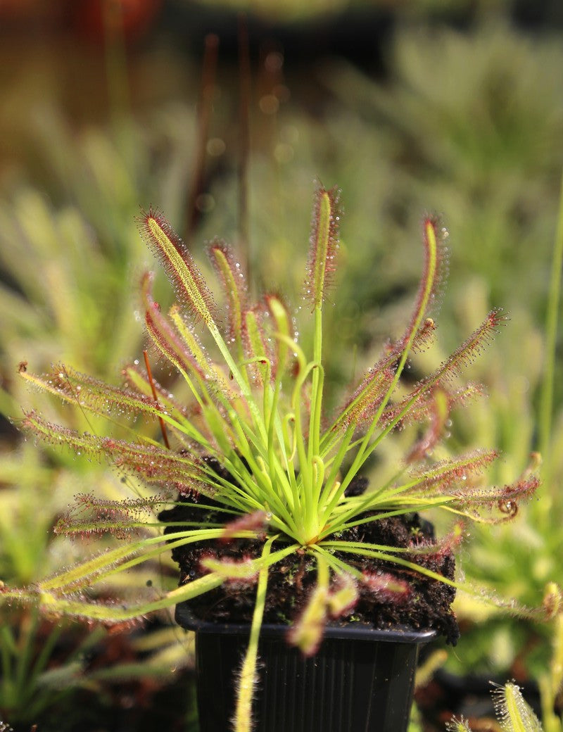 Drosera capensis