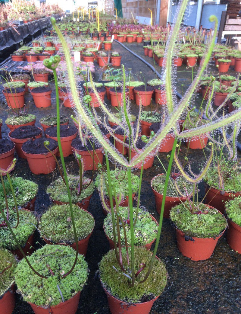 Drosera binata var. dichotoma forme géante