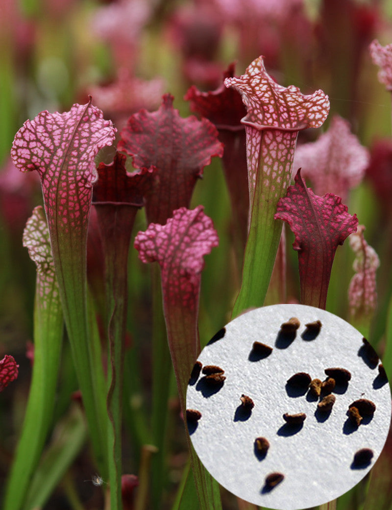 Graines de Sarracenia (mix)