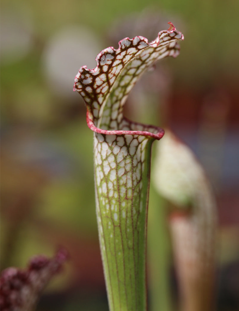 Sarracenia leucophylla kurz weichhaarig rosa